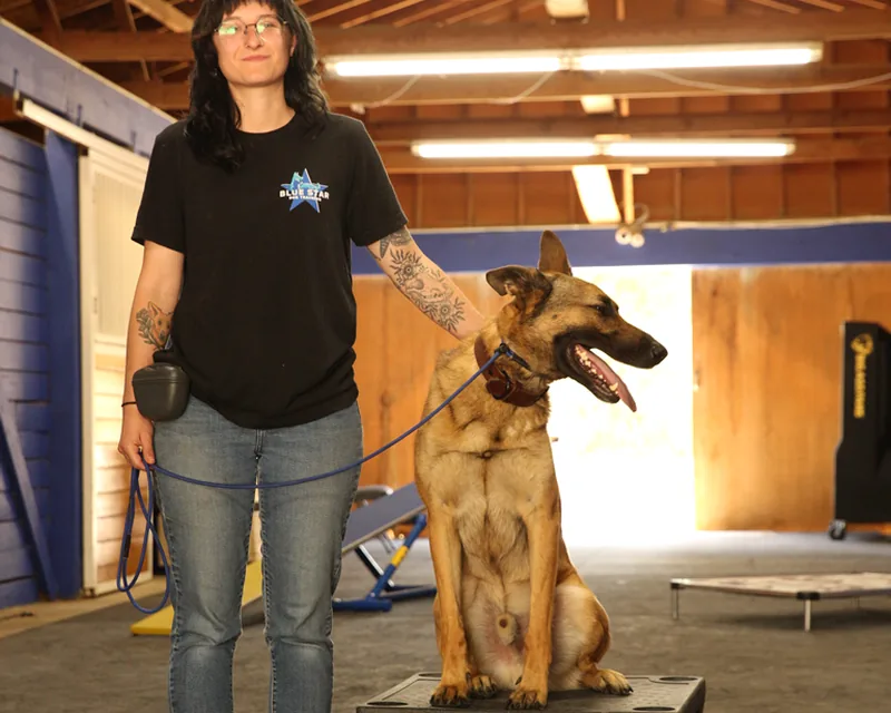 A Blue Star Dog Training trainer with a shepherd holding a place command in the indoor training barn