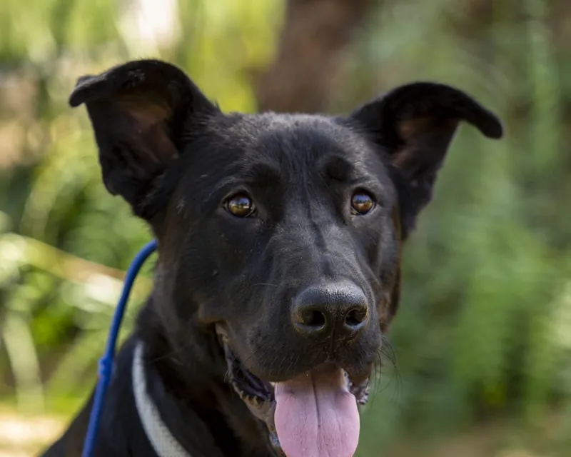 A happy black dog on a training leash at the Blue Star ranch