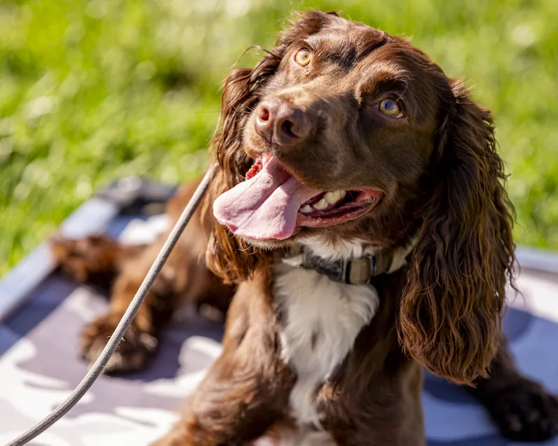 A spaniel settled calmly on a place cot at the Blue Star ranch