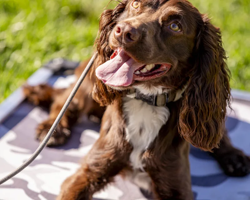 A spaniel settled calmly on a place cot at the Blue Star ranch